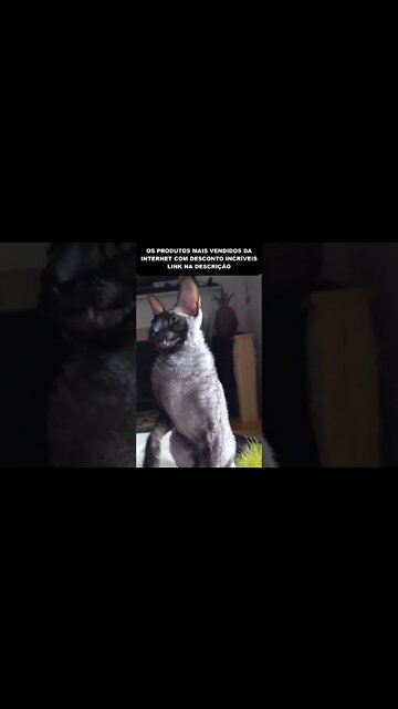 o gato mais estranho que já vi