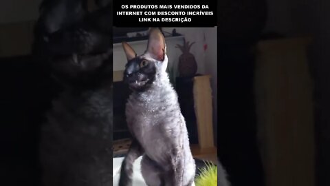 o gato mais estranho que já vi