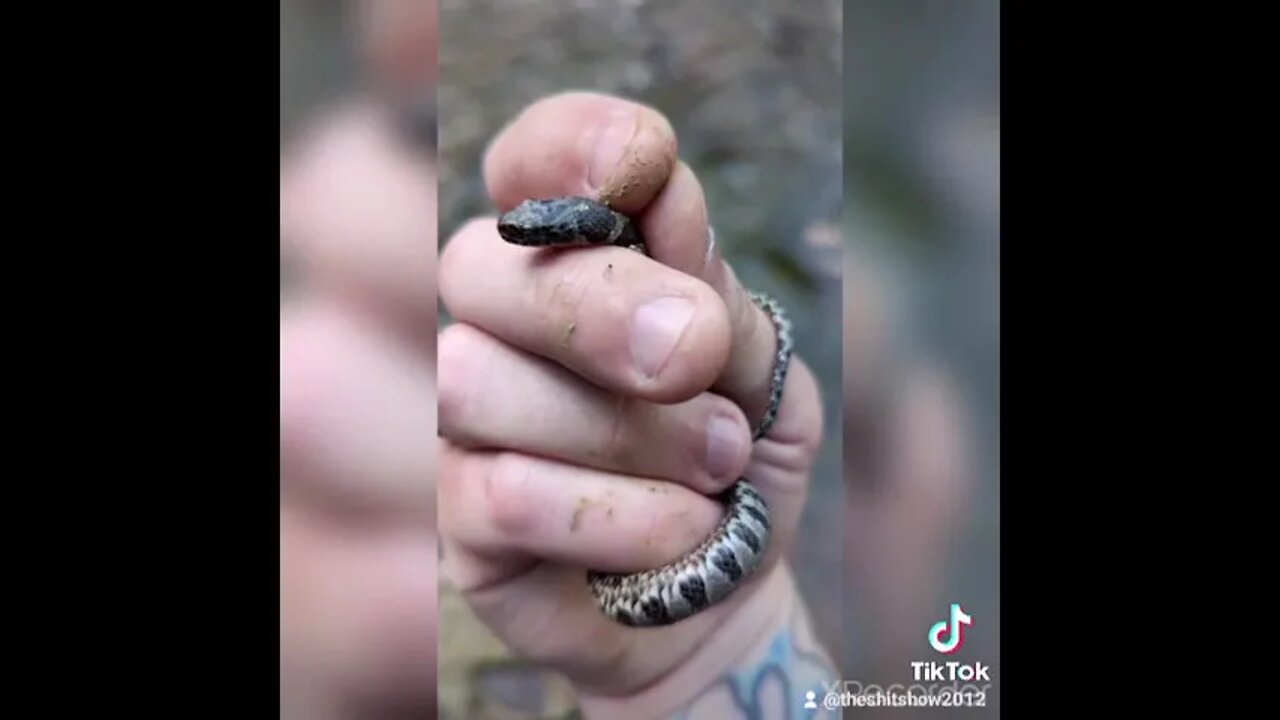 Northern Watersnake