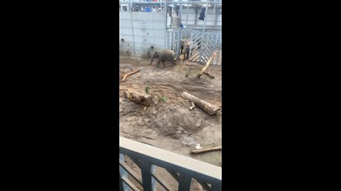 Elephants Blackpool zoo