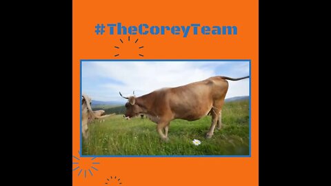 The Corey Team powered by eXp