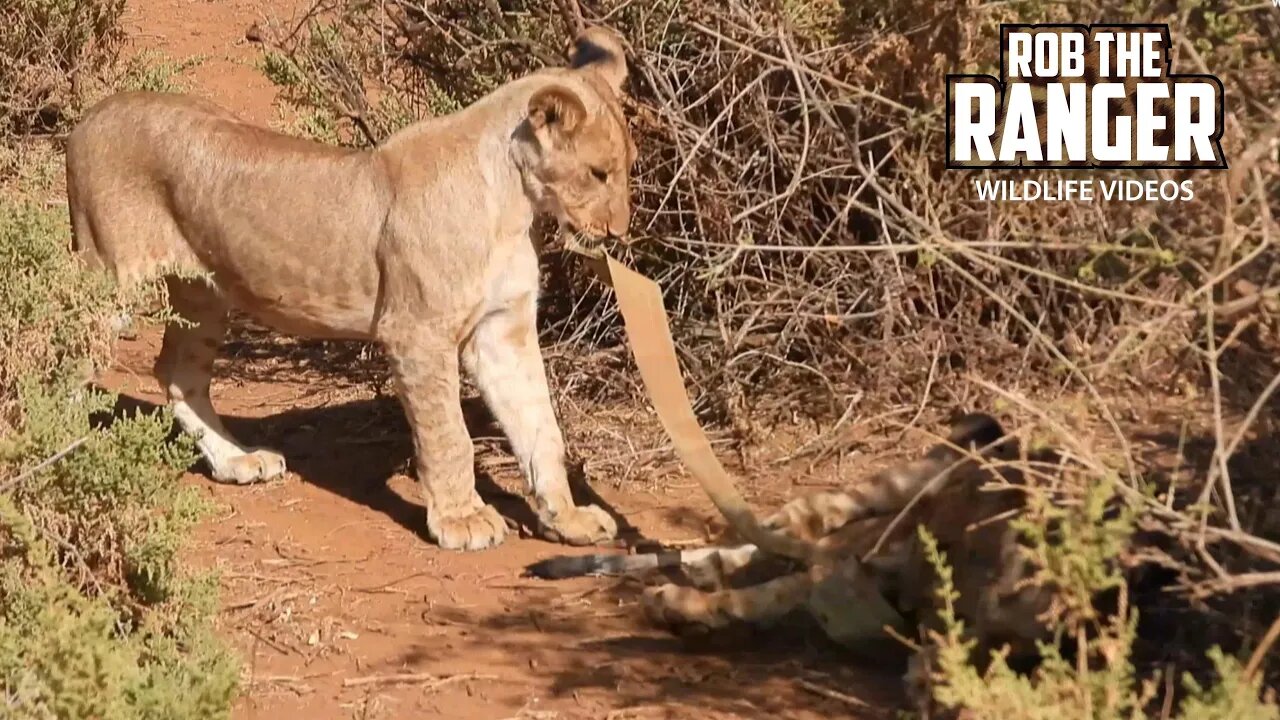 Young Lions Tug o' War? | Samburu | Zebra Plains On Tour