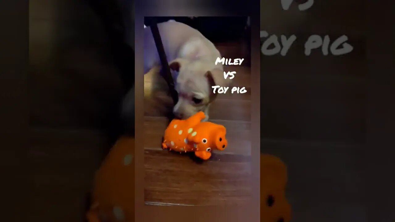 Miley VS Toy Pig