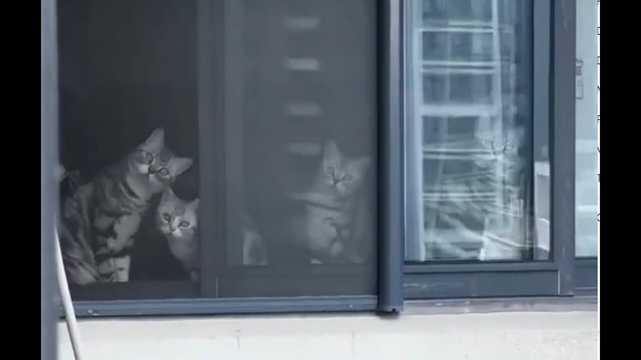 Curious Cats