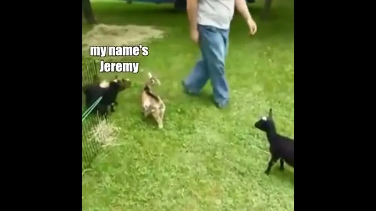 Jeremy, the fastest goat in the world