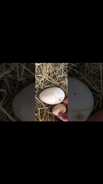Comparing goose eggs to bantam eggs 🥚