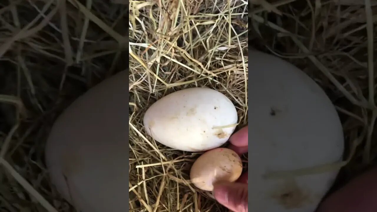 Comparing goose eggs to bantam eggs 🥚