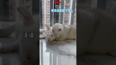 So Cute Baby Cat and Rabbet play time moments 🐇😻#shorts #shortsfeed #youtubepets_&_animals