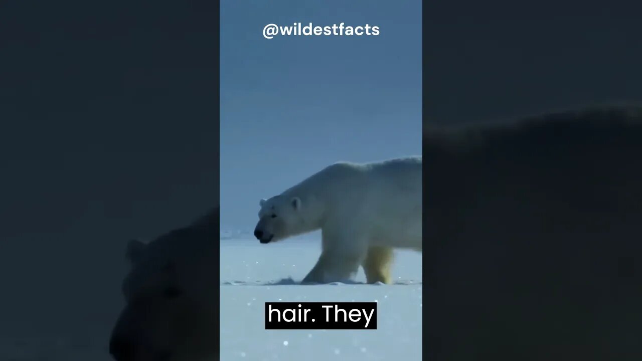 Polar bears are actually black