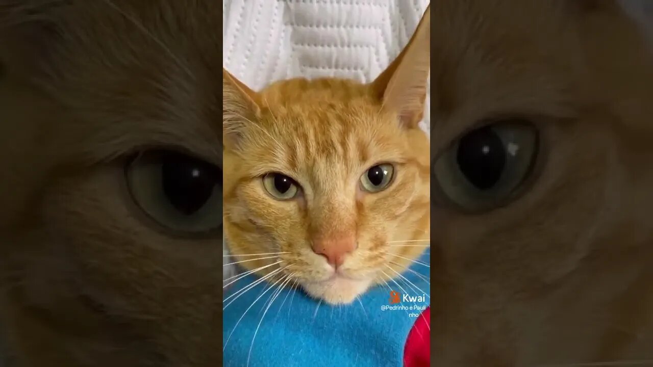 vídeos shorts do kawai #shorts