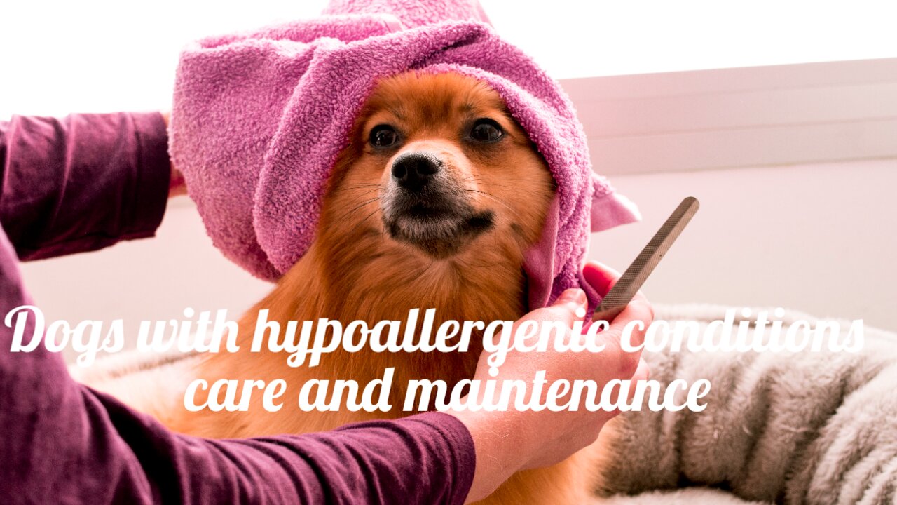 Dogs with hypoallergenic conditions care and maintenance