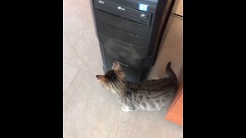 my cat friend plays at work