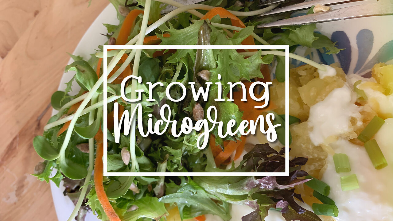 Our Daughters Tried Their Hand at Growing Microgreens