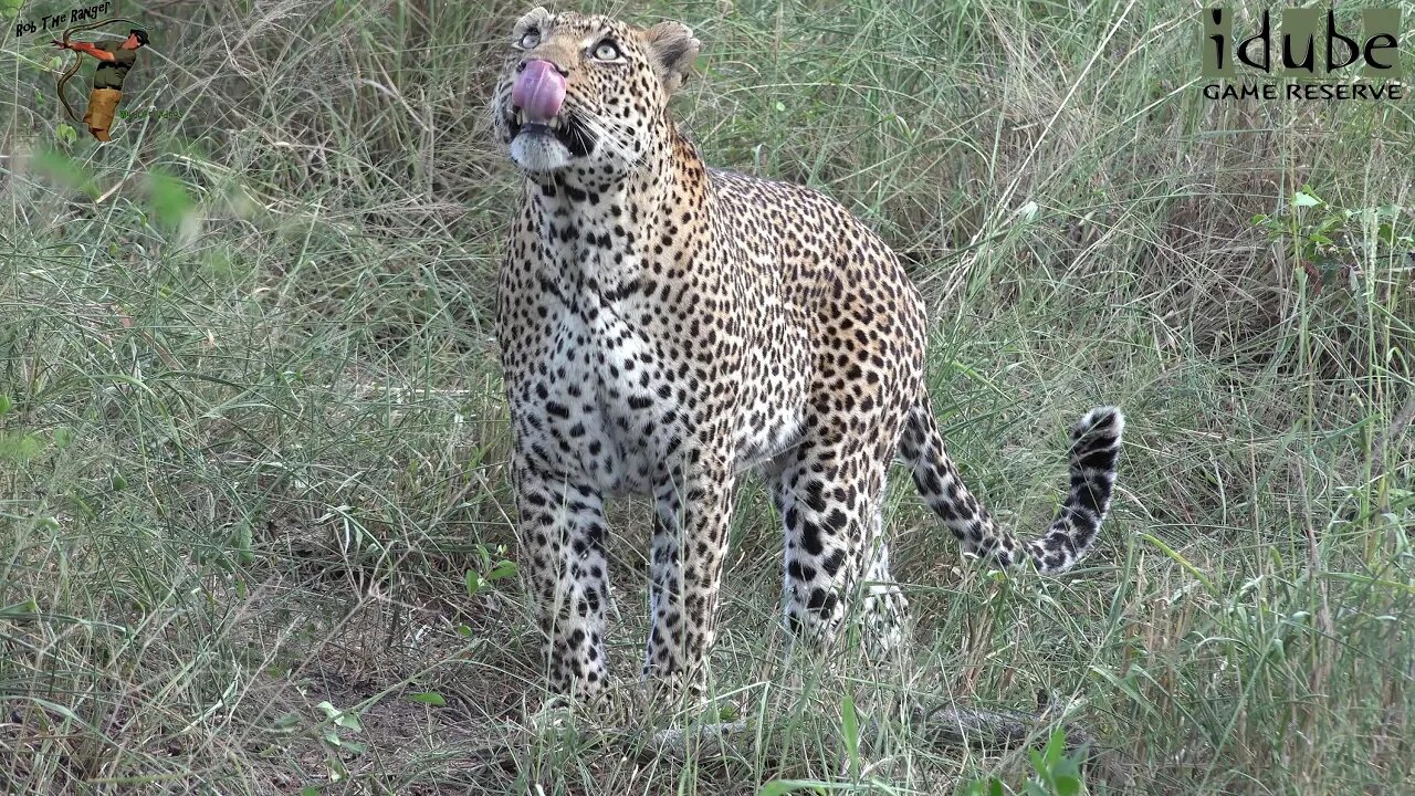 Leopard Roars In A Tree