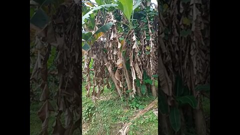 kebun pisang tak terawat