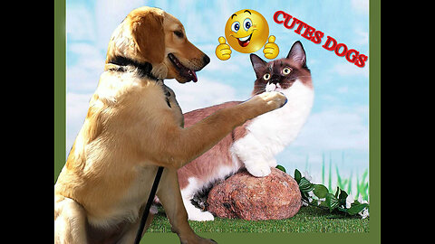 Cute and Funny dog Videos Compilation
