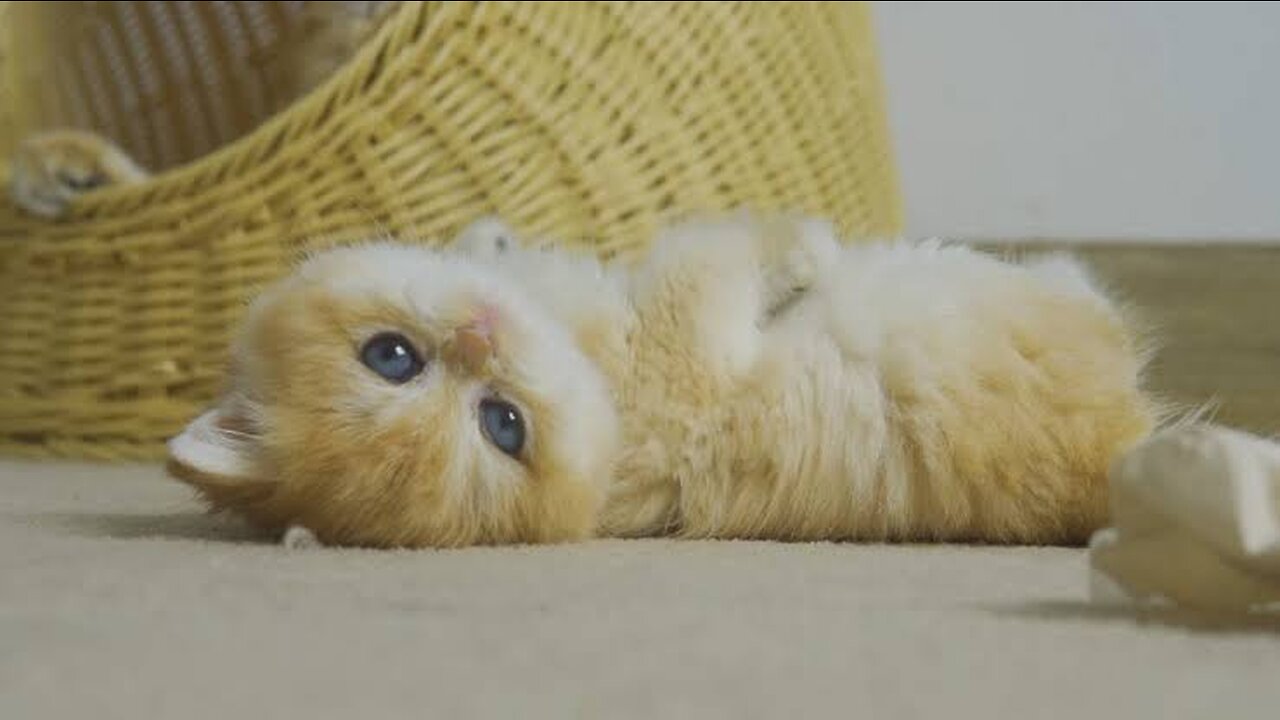 Tiny Kitten Pudding is crying to find mother cat