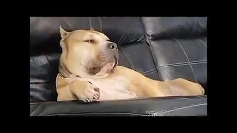 Dog Gives Epic Side Eye 😂 Funniest Dogs Video!