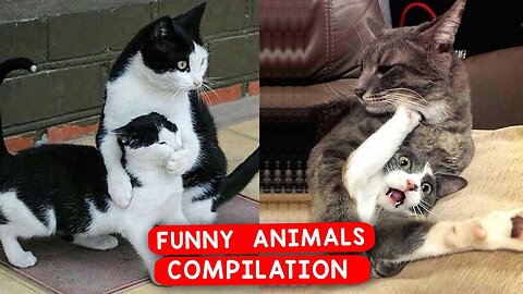 Funny cat 😽 vs Gun 🔫 - Funny Animals 😂 playing dead on finger shot Compilation Animal Gags