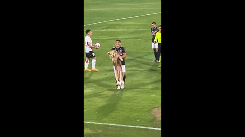 How a dog interrupted a football match