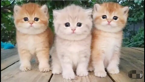 Three little kittens 😍 cutest baby British kittens