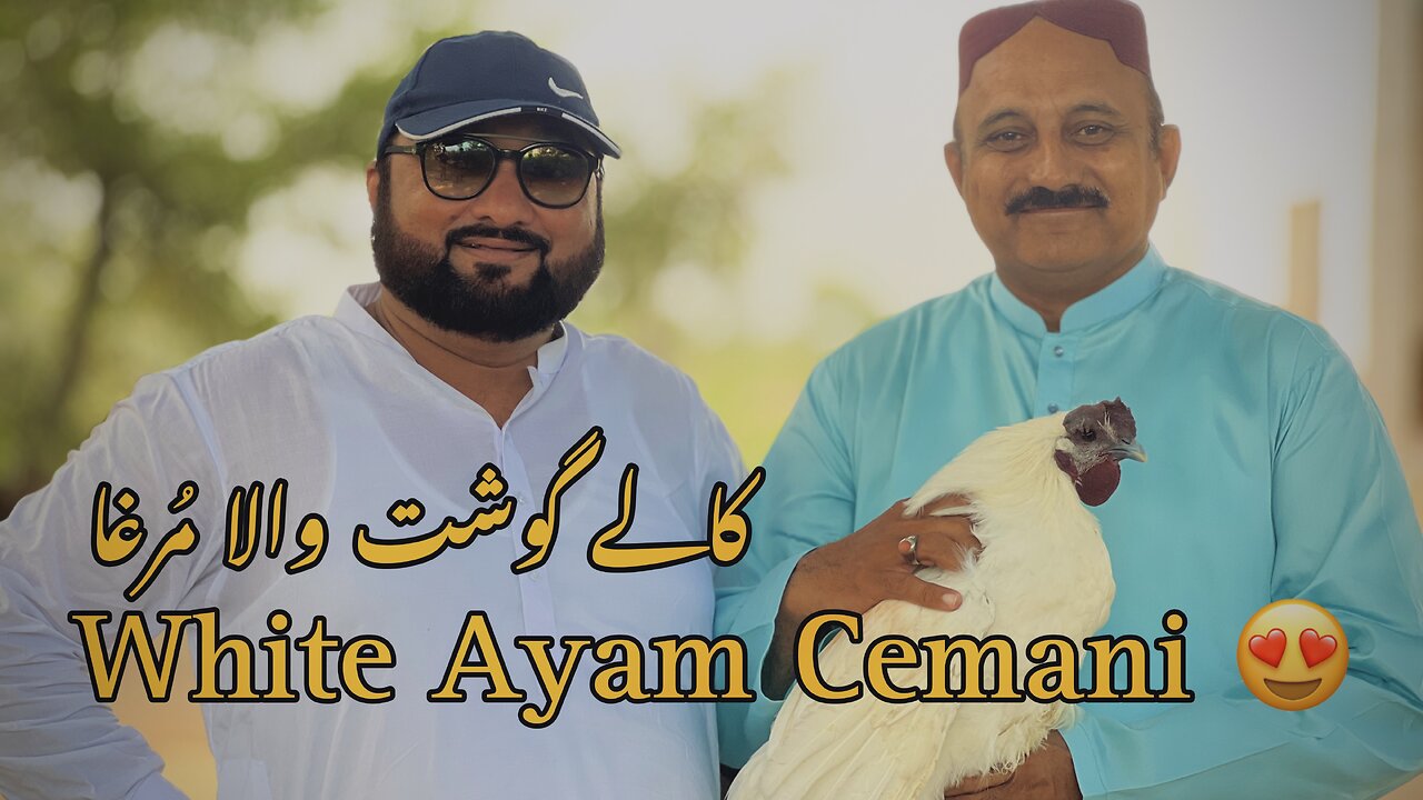 Ayam Cemani White Party | Black Meat | Black Beauty on your plate | Gojra