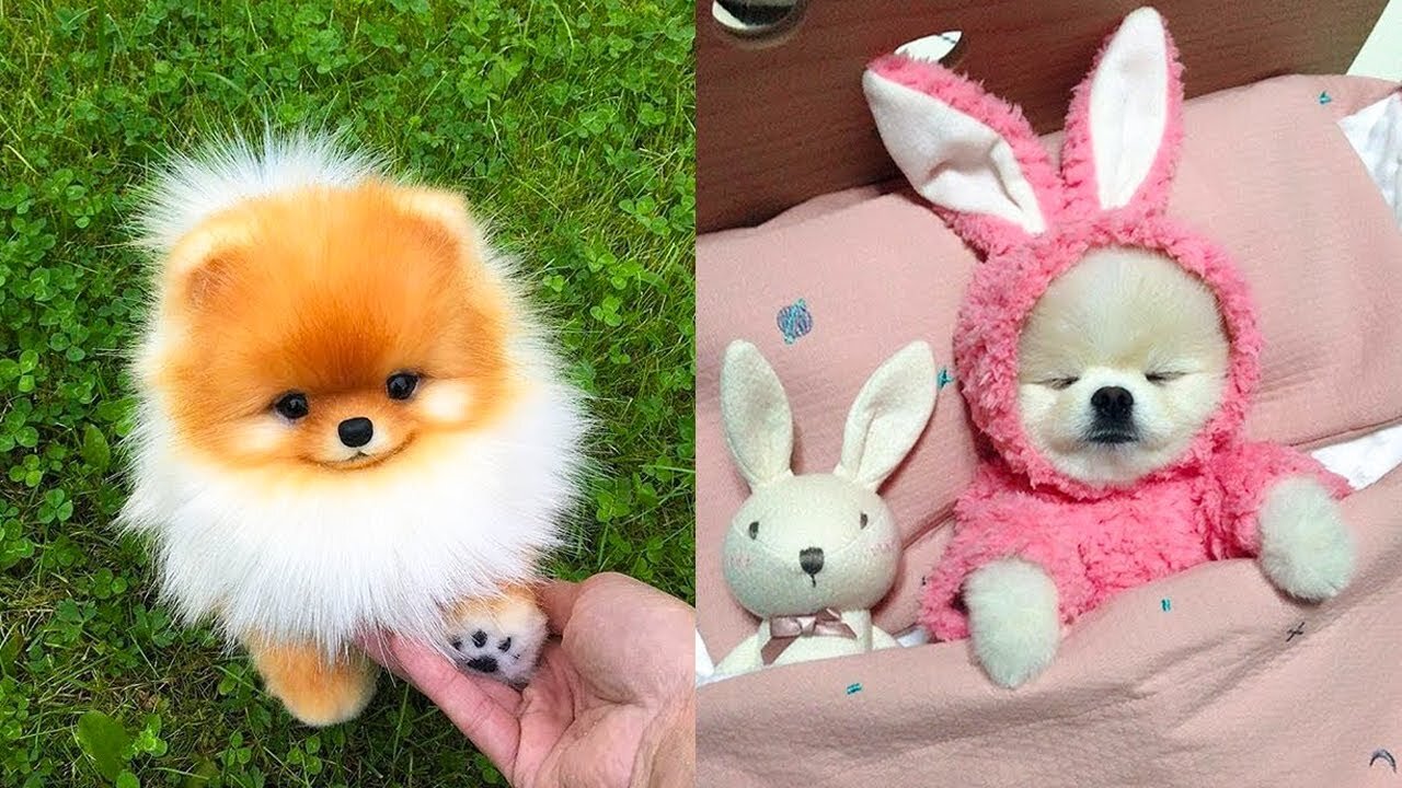 Funny Cats And Dogs Videos 🐱🐶 Funniest Animals - Funny Animal Videos 2023 😅