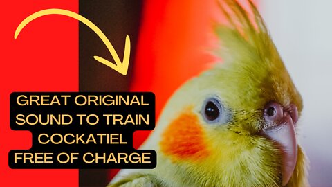 original cockatiel sound, great for training puppies