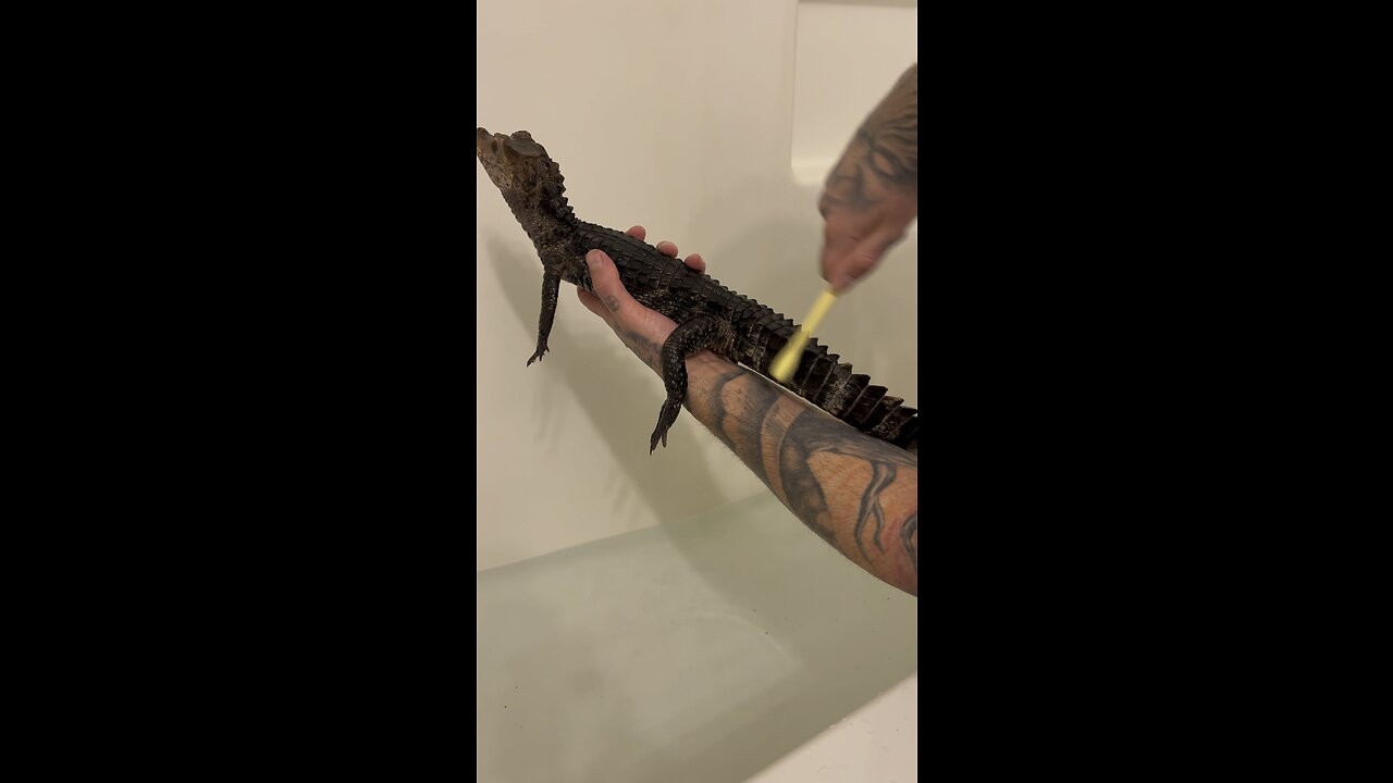 Dwarf Caiman’s Bath Time 🐊🛁👀💯