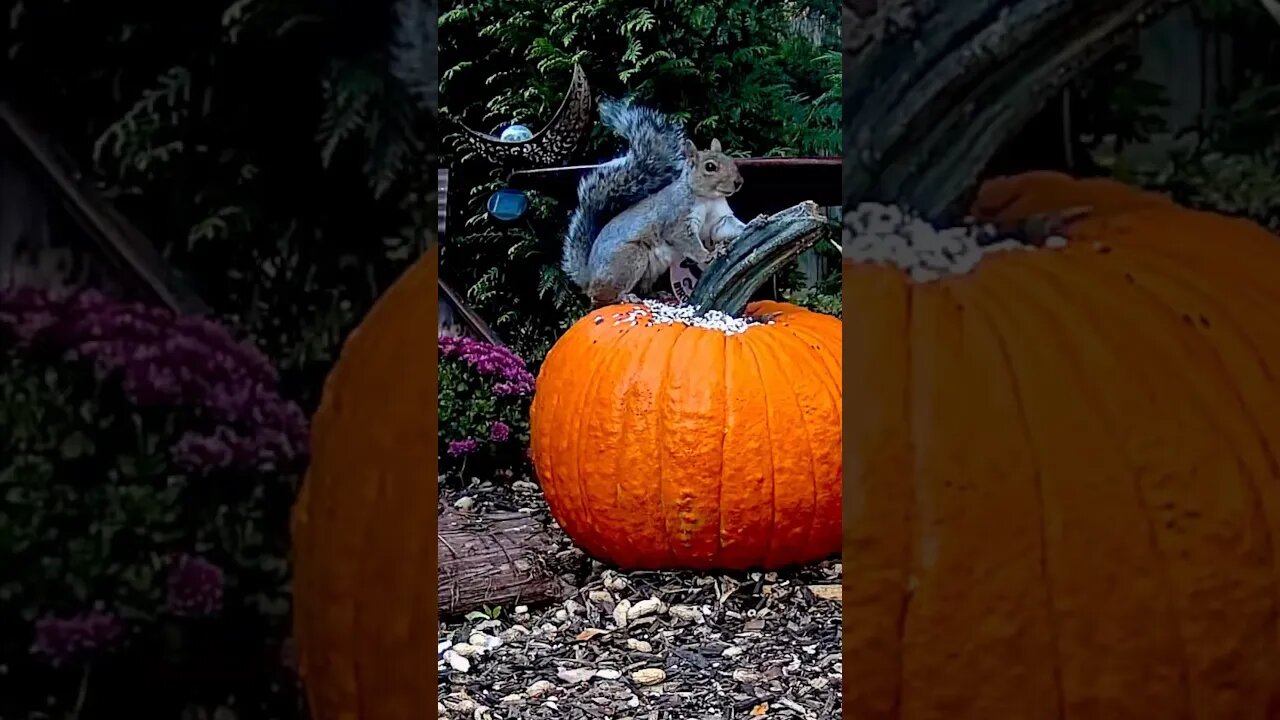 Pumpkin Perched! #funnyanimals #nature #shorts