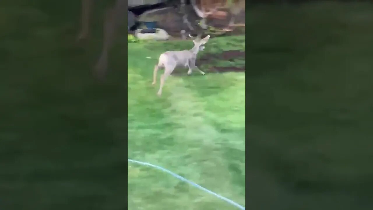 Deer tearing up our grass seeds and just being weird