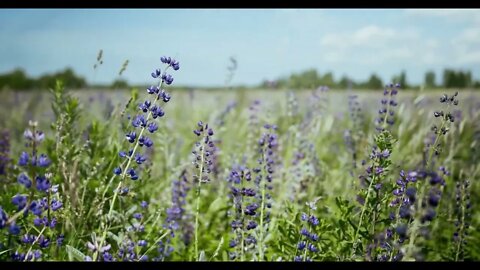 Meditation Music in a Lavender Field - Take a Deep Breath to Relax