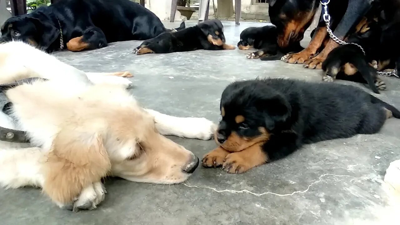 This cutest puppy video will make you full stress free || Mr.Bolt