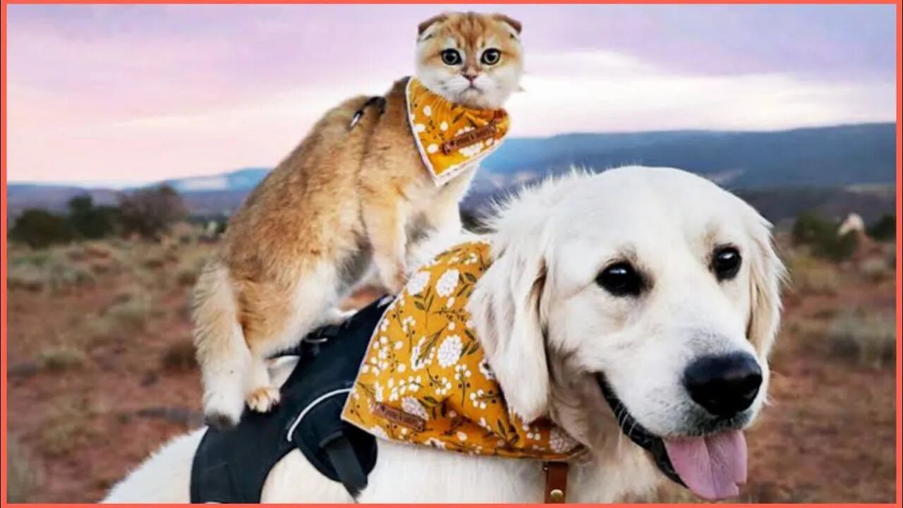 funny cats and dogs funny animals life 2022 #43