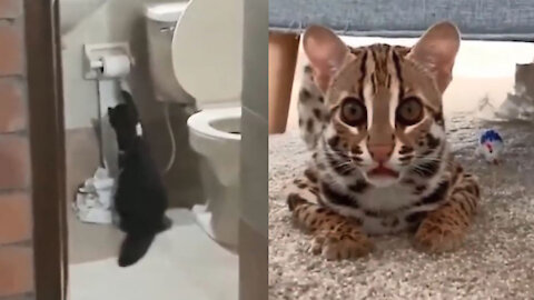 I will use tissue in the bathroom / funny cats