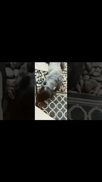 Samson is chill, playing with his rope toy