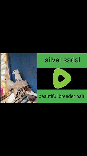 Silver sadal feral breeder pair