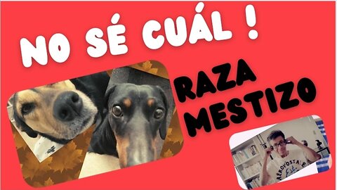 ¿Qué perro quieres de raza o mestizo?