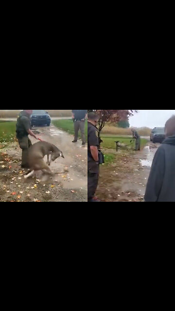 Video Shows Officer Pinning Doe and Firing Handgun in Front of Family 'Because It Was Domesticated'