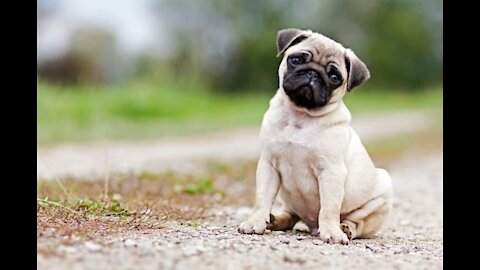 Pug Funny Video Clips - Cute Dog Videos | Pets Funny