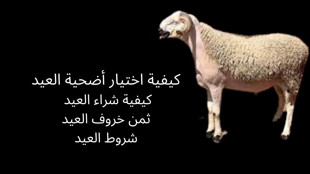 كيف تختار أضحية العيد