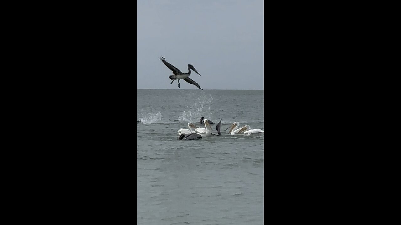 Wintering White Pelicans & Protected American Oystercatcher in Paradise 4K