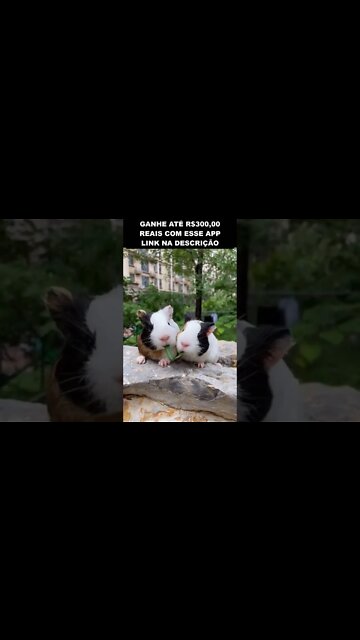 a dama e o vagabundo