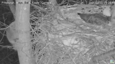 Hays Eagles nest Raccoon intruder surprises Mom 2021 02 17 7:09PM
