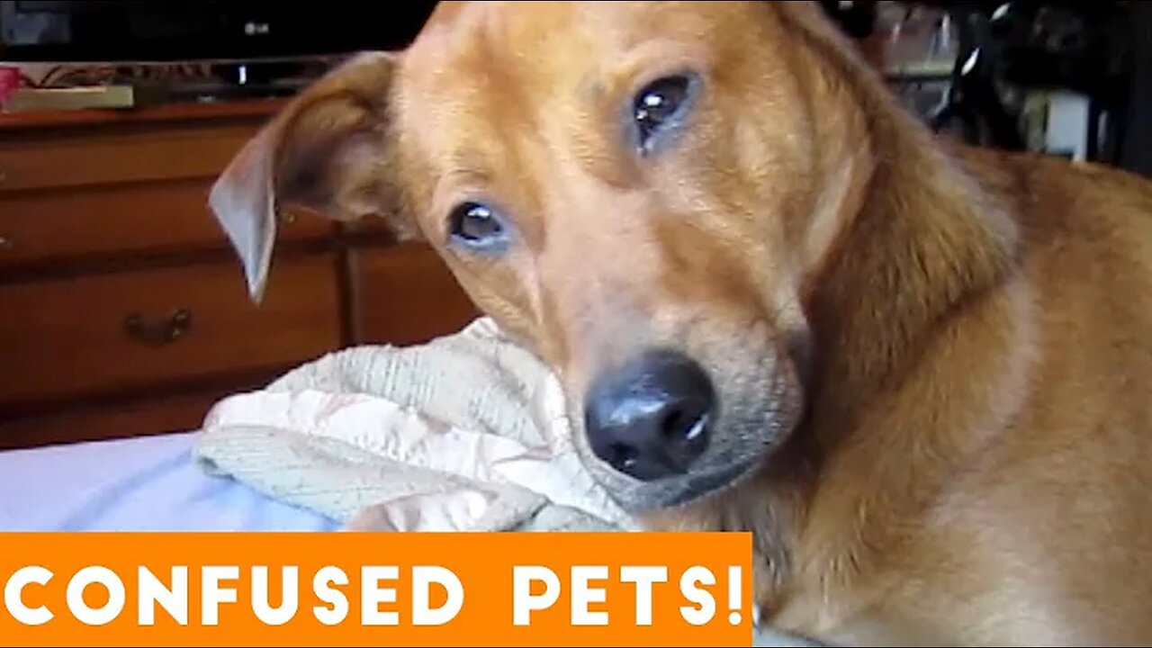 Funniest Confused Pets Compilation 2018 | Funny Pet Videos