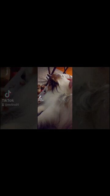 Just a Happy... Happy DOG! Just A Happy happy DOG! #shorts #fyp