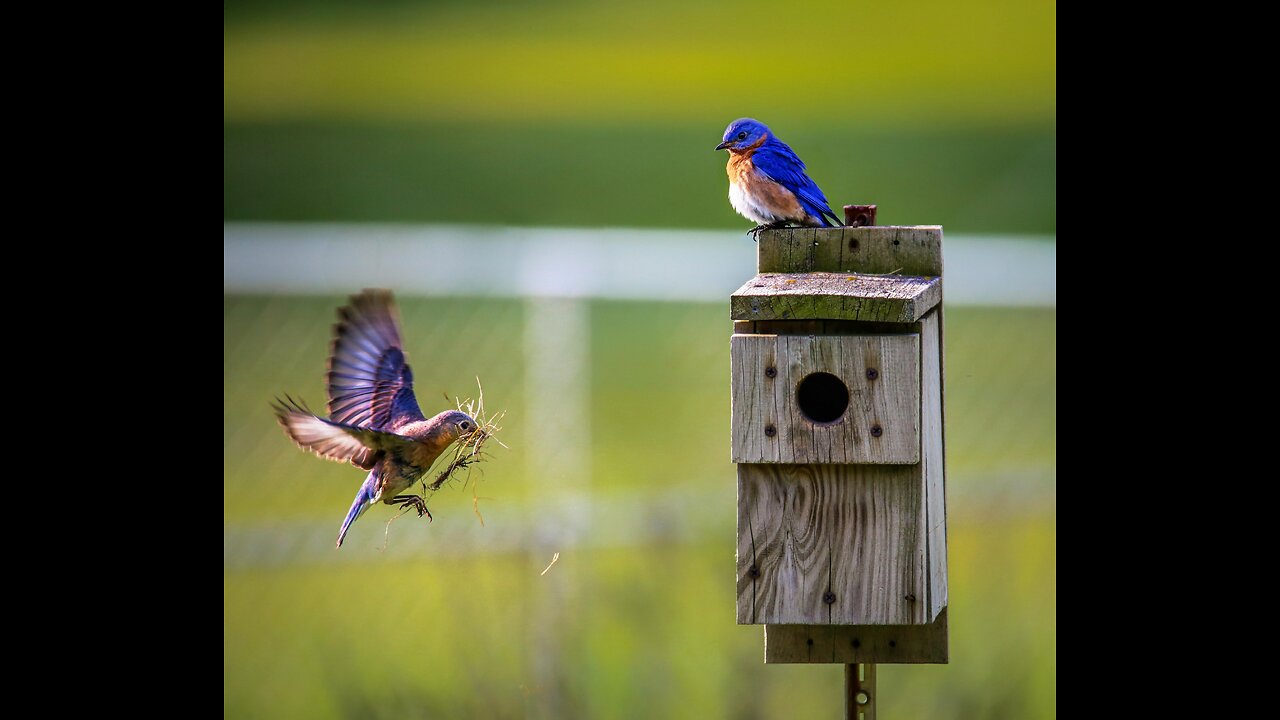 Nature And Wildlife Video – Bird and animal is beautiful, creature on our planet