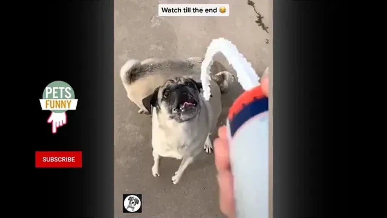 This Video is Funnier Than Anything You've Seen