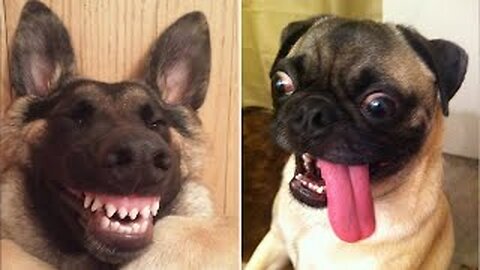 Random funny videos 😂😂 animals funny.