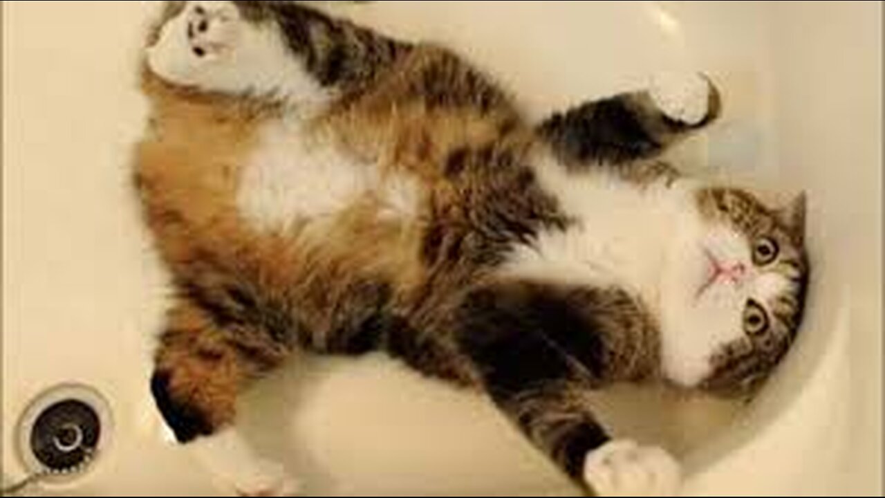 Funny dog cat video